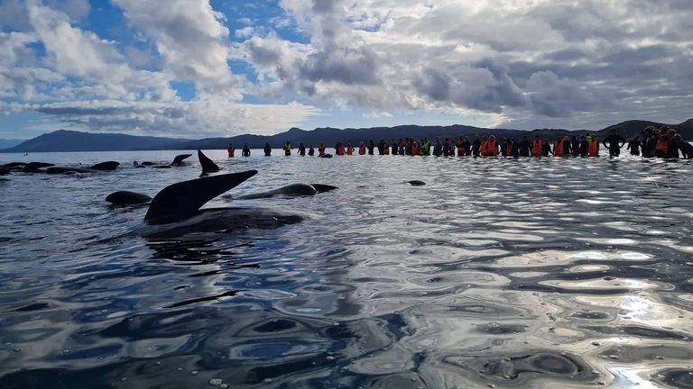 Sauvetage des baleines: Pic: Project Noah New Zealand