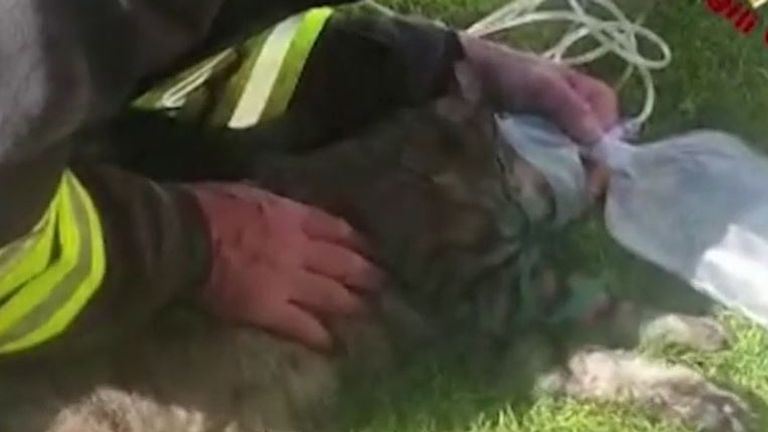 Le chat a été relancé à l'aide d'un masque spécialisé