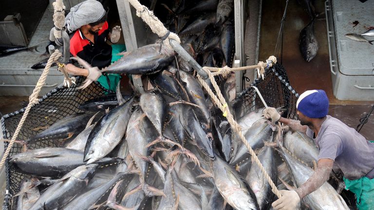 Les travailleurs déchargent le thon d'un bateau de pêche à Port Victoria