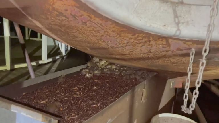 Des souris s'enfuient dans une ferme à Gilgandra, New South Wales, Australie 