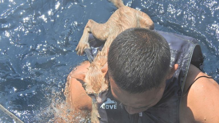 Un officier de la marine thaïlandaise nage avec un chat sauvé sur le dos dans la mer d'Andaman.  PIC PO1 quiit Pukdeelon via Reuters