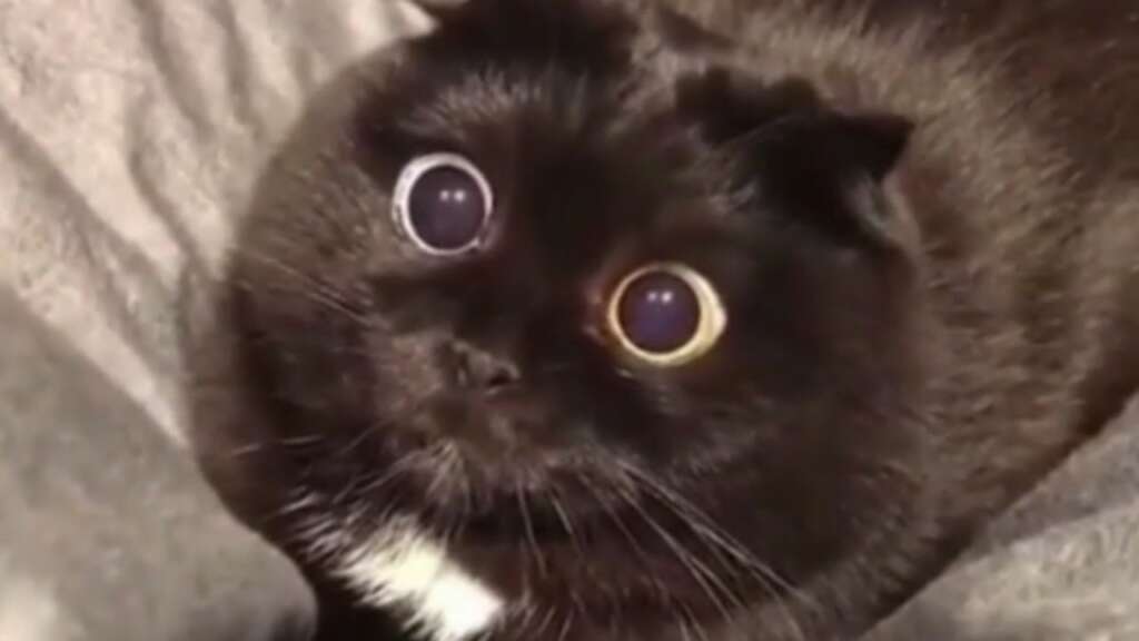 Chat drôle Tik Tok viral |  Les plus récentes vidéos de chat drôle 2021 |  Vidéo de chats drôles – Partie n°35